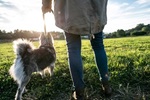 Woman walking dog in a bright sunny field